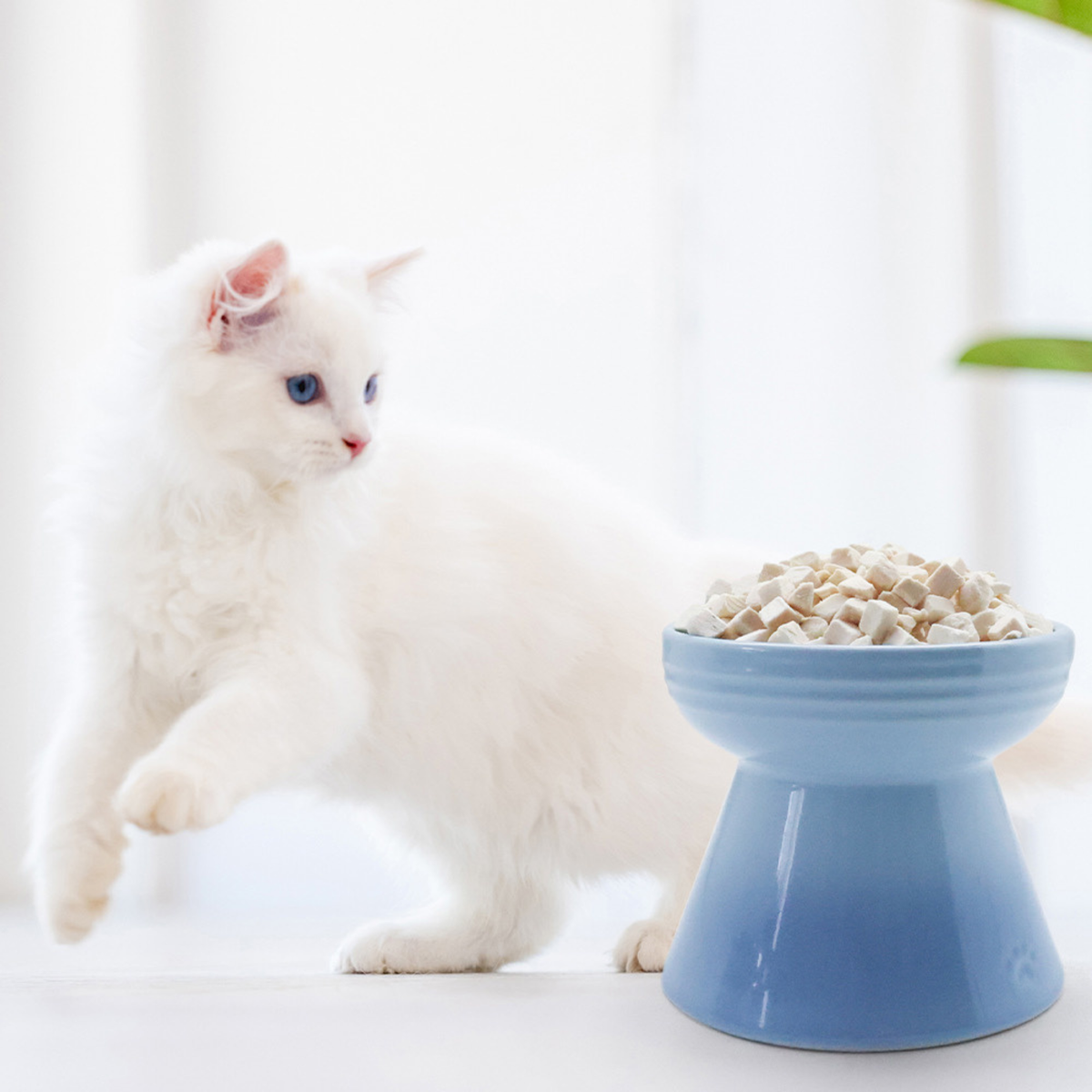 Freeze Dried Cat Treat - Chicken