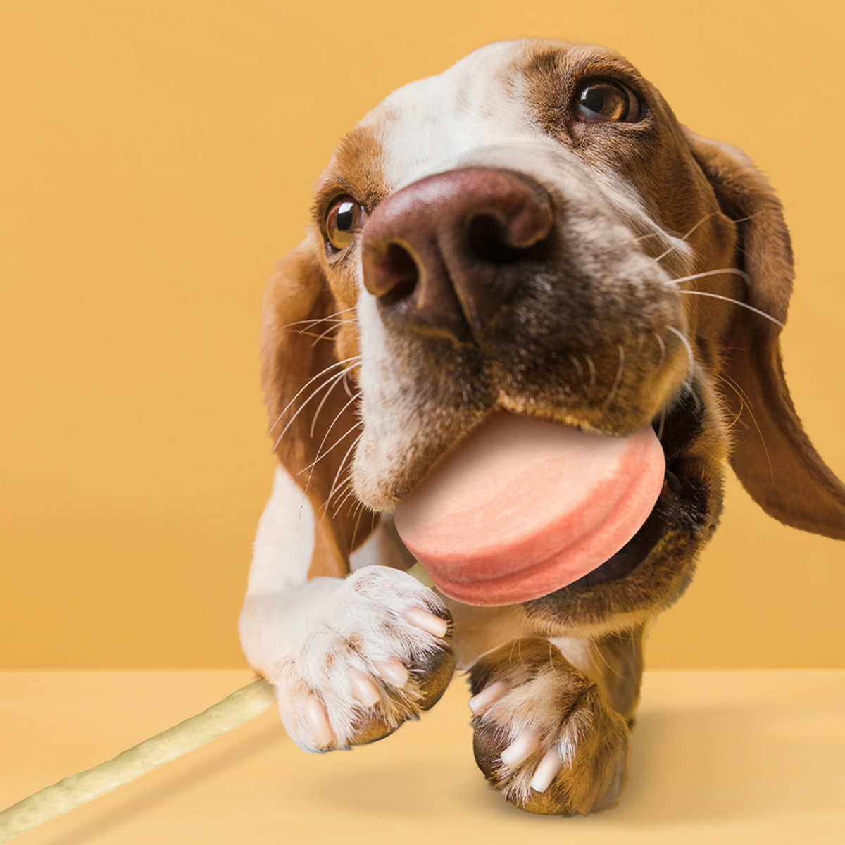 Freeze Dried Dog Treat - Lollipop (Mixed Flavor)