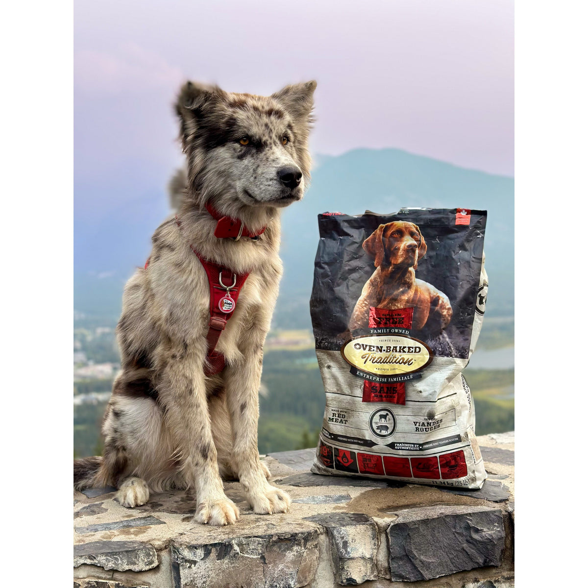 Oven-Baked Tradition All Breeds All Life Stages Grain Free Red Meat Dog Food
